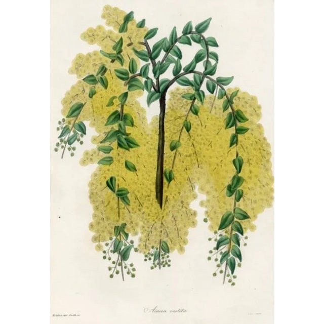 Original early 1800s hand colored botanical print that appeared in the "Magazine of Botany", a British horticultural...