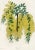 Original early 1800s hand colored botanical print that appeared in the "Magazine of Botany", a British horticultural...