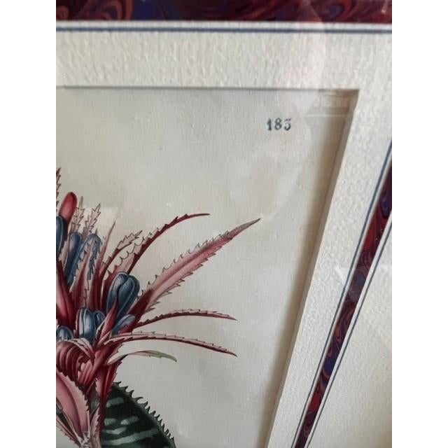 Victorian Mid 19th Century Victorian Botanical Lithograph - Queen's Tears - Friendship Plant For Sale - Image 3 of 5