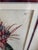 Victorian Mid 19th Century Victorian Botanical Lithograph - Queen's Tears - Friendship Plant For Sale - Image 3 of 5