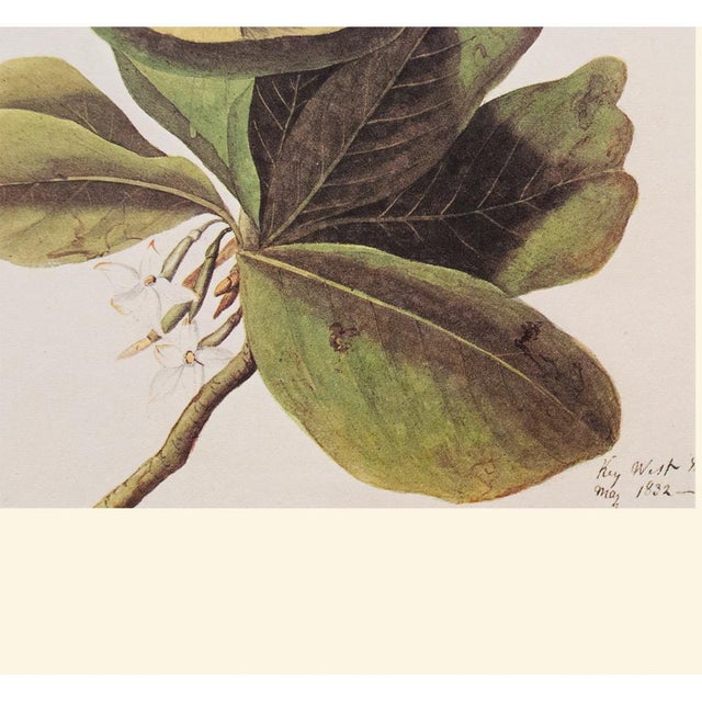 Printmaking Materials 1966 Mangrove Cuckoo After John J. Audubon, Cottage Print For Sale - Image 7 of 10