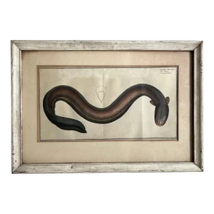 Antique Early 19th Century Fish Art Print of an Electric Eel by Kruger Jun. Del Circa 1800
