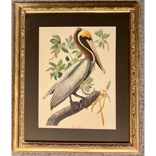 1960s The Audubon Folio Print John James Audubon the Brown Pelican Double Giltwood Fluted Framed Linen Matte. June 3, 2023...