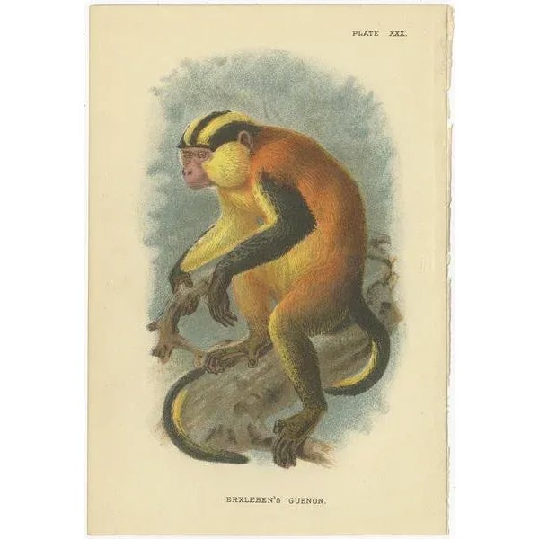 Lloyd, Guenon Monkey Species, 1890s, Paper, Set of 4 For Sale - Image 5 of 6