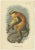 Lloyd, Guenon Monkey Species, 1890s, Paper, Set of 4 For Sale - Image 5 of 6