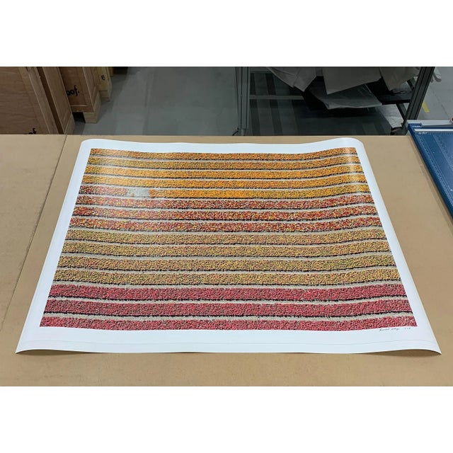 Contemporary "AV_Tulip_Fileds_016" Size B Contemporary Limited Edition Photography Fine Art Print by Bernhard Lang For Sale - Image 3 of 10