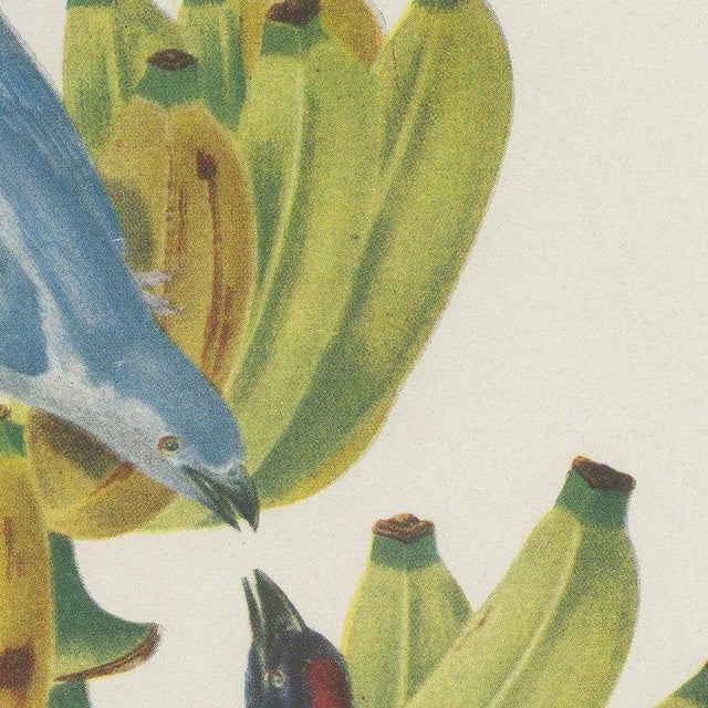 1940s Descourtilz, Tanagers on a Banana Plant, Brazilian Bird Print, 1944, Paper For Sale - Image 5 of 12