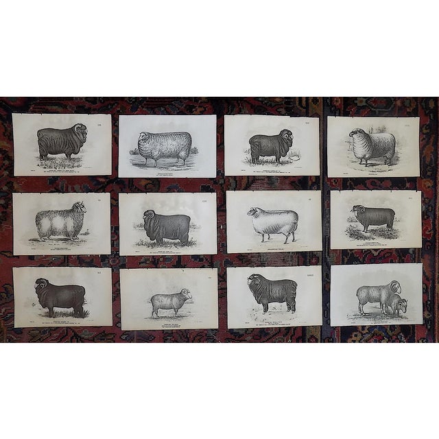 Authentic Antique 19th Century American Sheep Stone Lithographs - Set of 12 For Sale - Image 9 of 9