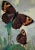 Set of 16 - 1980's Framed Original Butterflies Prints For Sale - Image 10 of 13