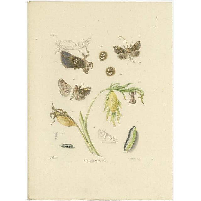 Antique Moth Pair Plusia Moneta Sepp Brants 1905 Handcolored Diptych This elegant matching pair of antique moth engravings...