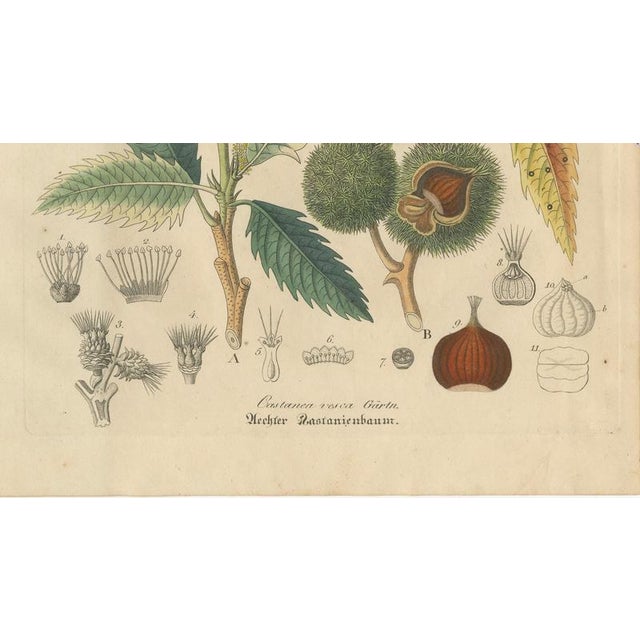 Antique Chestnut Castanea Vesca Botanical Print, 1831 For Sale - Image 5 of 10