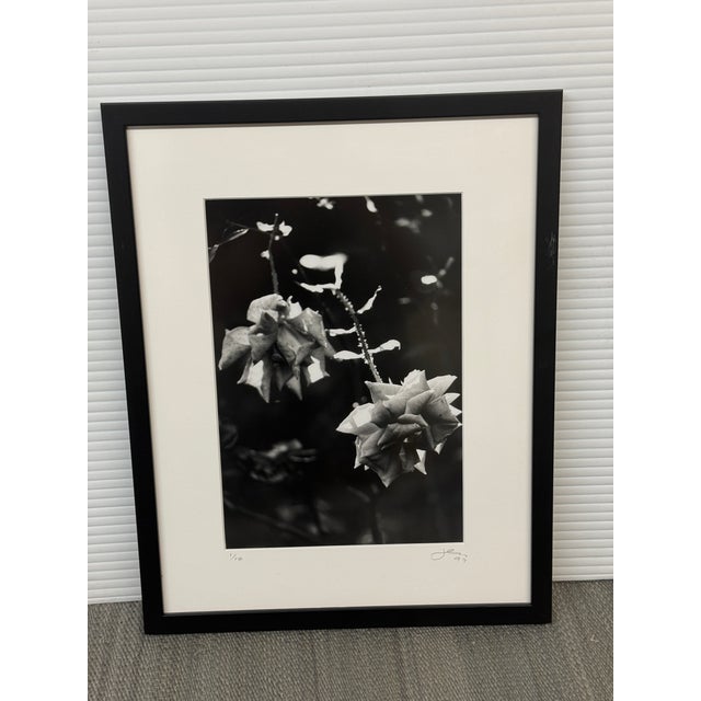 Jess Johnston Dozen Roses XI Black & White Photograph Edition 1/10, Framed. For Sale In San Francisco - Image 6 of 12