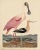 2020s Wilson Pink Spoonbill Inches - 24x30 For Sale - Image 5 of 5