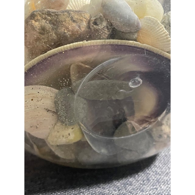 New England Curated Coastal Shell Display With Mushroom Lid For Sale - Image 9 of 12