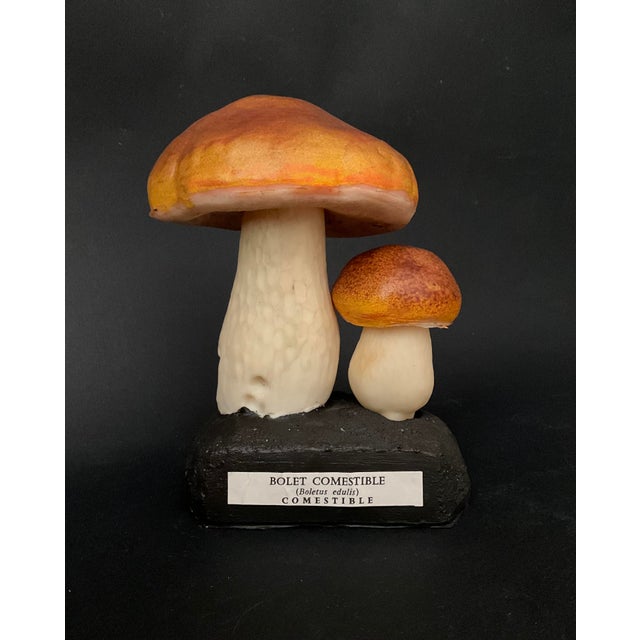 20th Century Educational Mushroom Models attributed to Deyrolle, France, 1960s, Set of 19 For Sale - Image 6 of 10