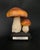 20th Century Educational Mushroom Models attributed to Deyrolle, France, 1960s, Set of 19 For Sale - Image 6 of 10