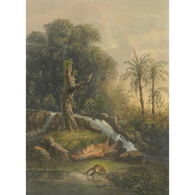 Wild landscape with waterfall and jungle life – java lithograph, published 1872 this vividly naturalistic chromolithograph...
