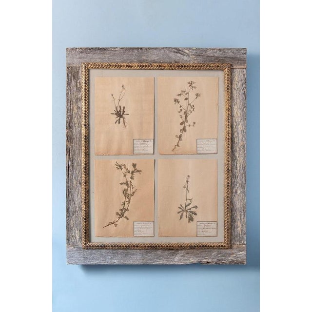 Herbarium, Paper, Framed For Sale - Image 11 of 11