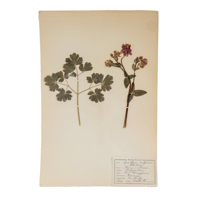 Antique Swedish Herbarium - Columbine, Circa 1908 For Sale