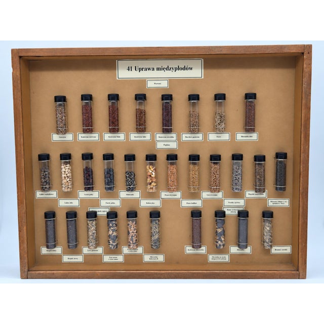 Brown Vintage Polish Educational Display Case, 1970s For Sale - Image 8 of 10