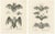 Anatomical Studies of Bats, 1836, Lithographs on Paper, Set of 2 For Sale - Image 11 of 11