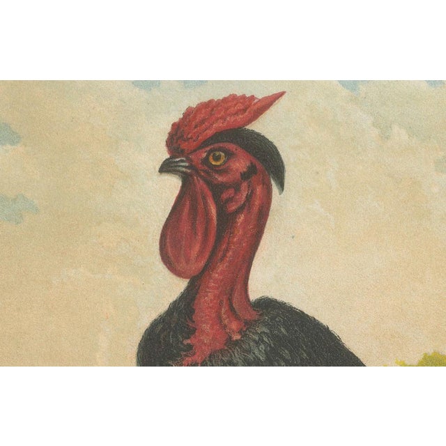 Late 19th Century After Förster, Black Zevenbergen Naked Neck Chickens, 1888, Print For Sale - Image 5 of 10