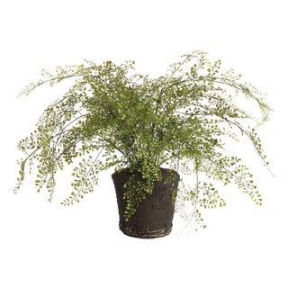 Maidenhair Drop-In 37" For Sale