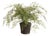 Maidenhair Drop-In 37" For Sale