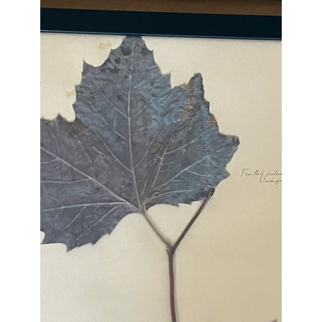 1965 French Herbarium Botanical Specimens – Set of 6 Custom Framed Pressed Botanicals For Sale - Image 13 of 15