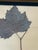 1965 French Herbarium Botanical Specimens – Set of 6 Custom Framed Pressed Botanicals For Sale - Image 13 of 15