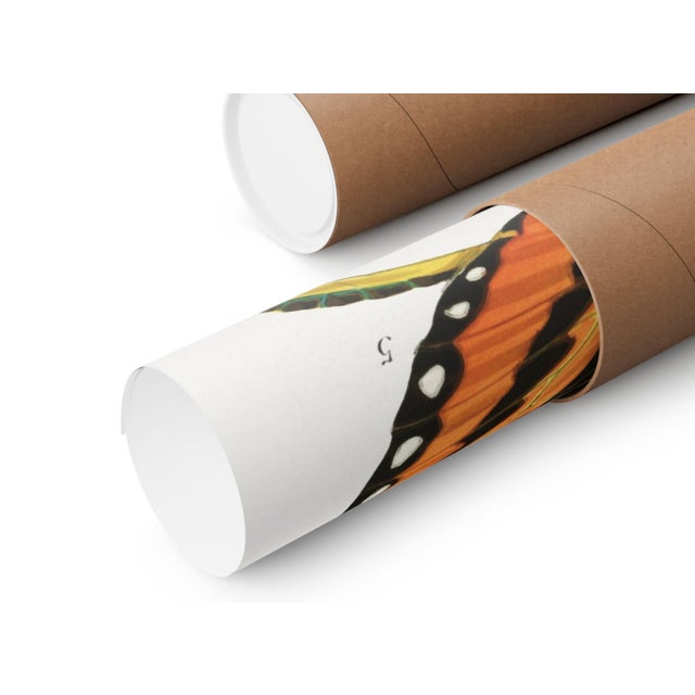 Vintage Butterfly Illustration, Art Deco Insect Print Reproduction, 1925, 18" × 24" For Sale In Buffalo - Image 6 of 6