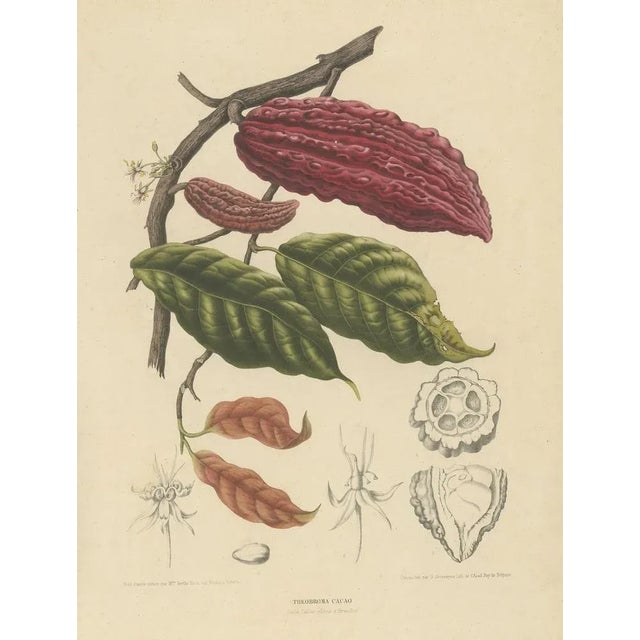 Theobroma Cacao Cocoa Tree, Lithograph, 1863 For Sale - Image 10 of 10