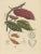 Theobroma Cacao Cocoa Tree, Lithograph, 1863 For Sale - Image 10 of 10
