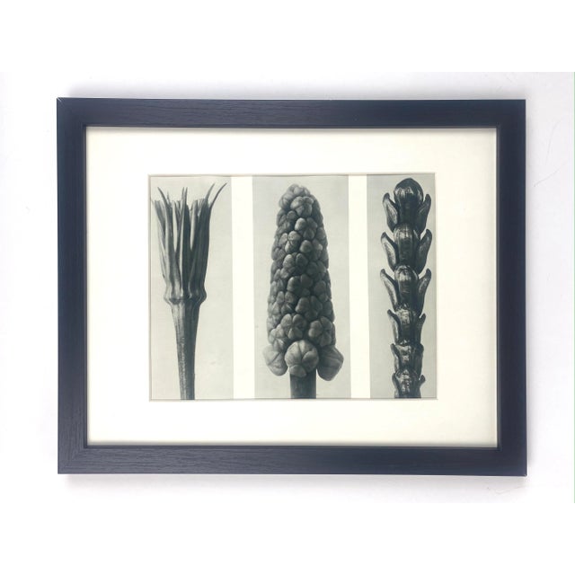 1920s Framed Antique Botanical Blossfeldt Print - No. 78 For Sale - Image 5 of 5