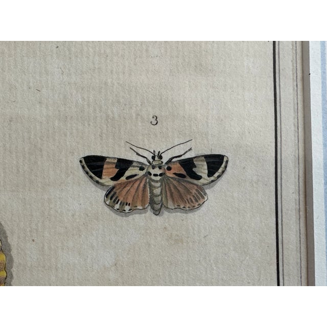 Antique Natural History Moth Art Print For Sale - Image 9 of 11