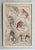 Early 19th Century Monkey, 1830s, Paper, Framed, Set of 10 For Sale - Image 5 of 12