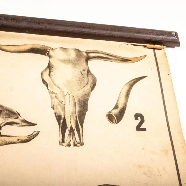 Vintage Educational Butchering Chart | Chairish