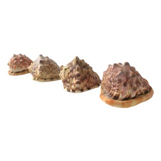 Seashells Natural, Set of 4 For Sale