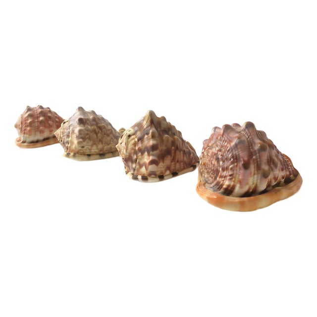 Seashells Natural, Set of 4 For Sale