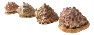 Seashells Natural, Set of 4
