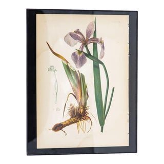 Iris Versicolor Blue Flag Botanical Print on Paper, Usa Early 20th C. For Sale