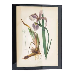 Iris Versicolor Blue Flag Botanical Print on Paper, Usa Early 20th C.