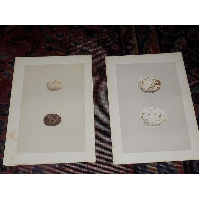 Late 19th Century Antique 19th Century Hand Colored Birds of Prey Egg Lithographs - Set of 9 For Sale - Image 5 of 11