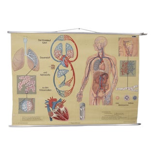 Vintage School Poster Breathing and Blood Circulation from Lehrmittelverlag Wilhelm Hagemann, 1970s For Sale