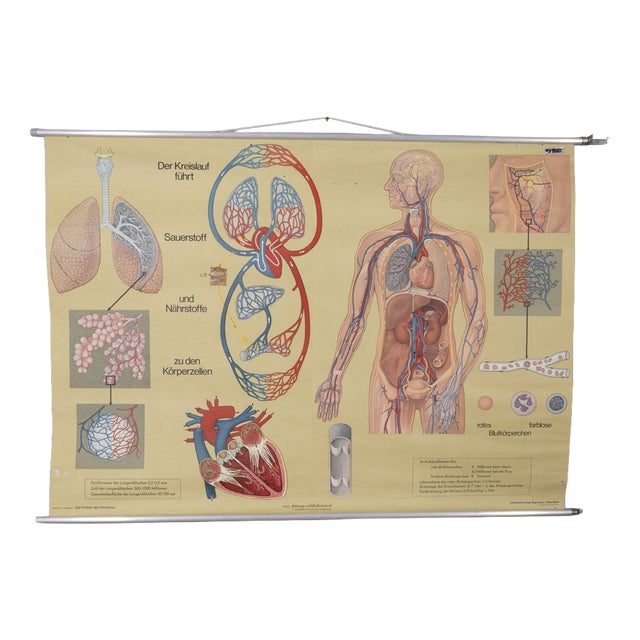 Vintage School Poster Breathing and Blood Circulation from Lehrmittelverlag Wilhelm Hagemann, 1970s For Sale