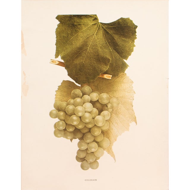 1900s U. P. Hedrick, Original Antique Photogravure of Colerain Grapes For Sale