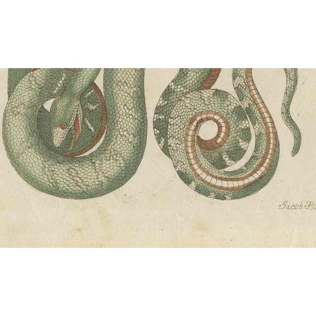 19th Century Bertuch, Two Patterned Snakes in Coils, 1805, Print For Sale - Image 5 of 12