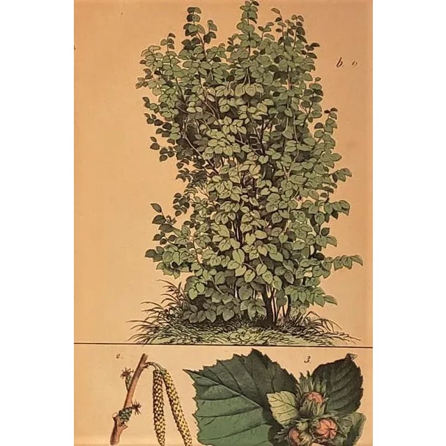 1860s French Chromolithographs of Forest Trees, Matted - Set of 3 For Sale - Image 4 of 5