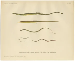 Pipefish and Worm Pipefish, 1895, Paper