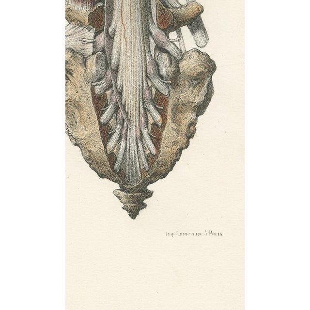 Hirschfeld and Leveille, Brain and Spinal Cord with the Spinal Nerves, 1866, Paper For Sale - Image 9 of 12